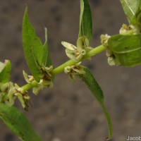 Gonostegia pentandra var. wightii (Benn.) Pull. & Karupp.